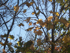 Acer platanoides