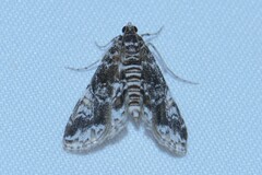Elophila melagynalis