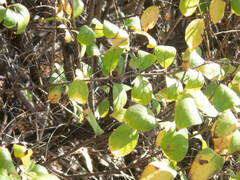Lonicera