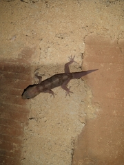 Hemidactylus angulatus