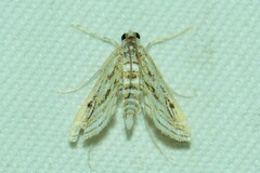 Parapoynx fluctuosalis