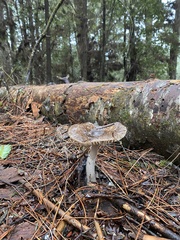 Amanita constricta