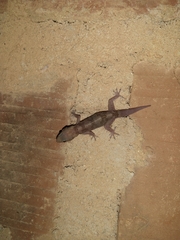 Hemidactylus angulatus