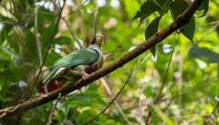 Ptilinopus occipitalis