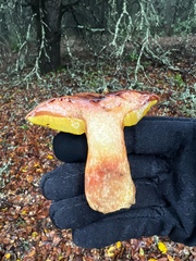 Aureoboletus