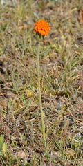 Criscia stricta