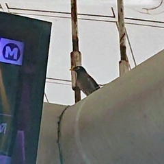 Acridotheres tristis tristis