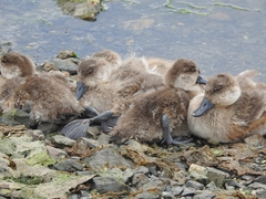 Lophonetta specularioides