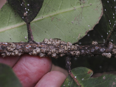 Ceroplastes sinensis