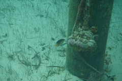 Stegastes leucostictus
