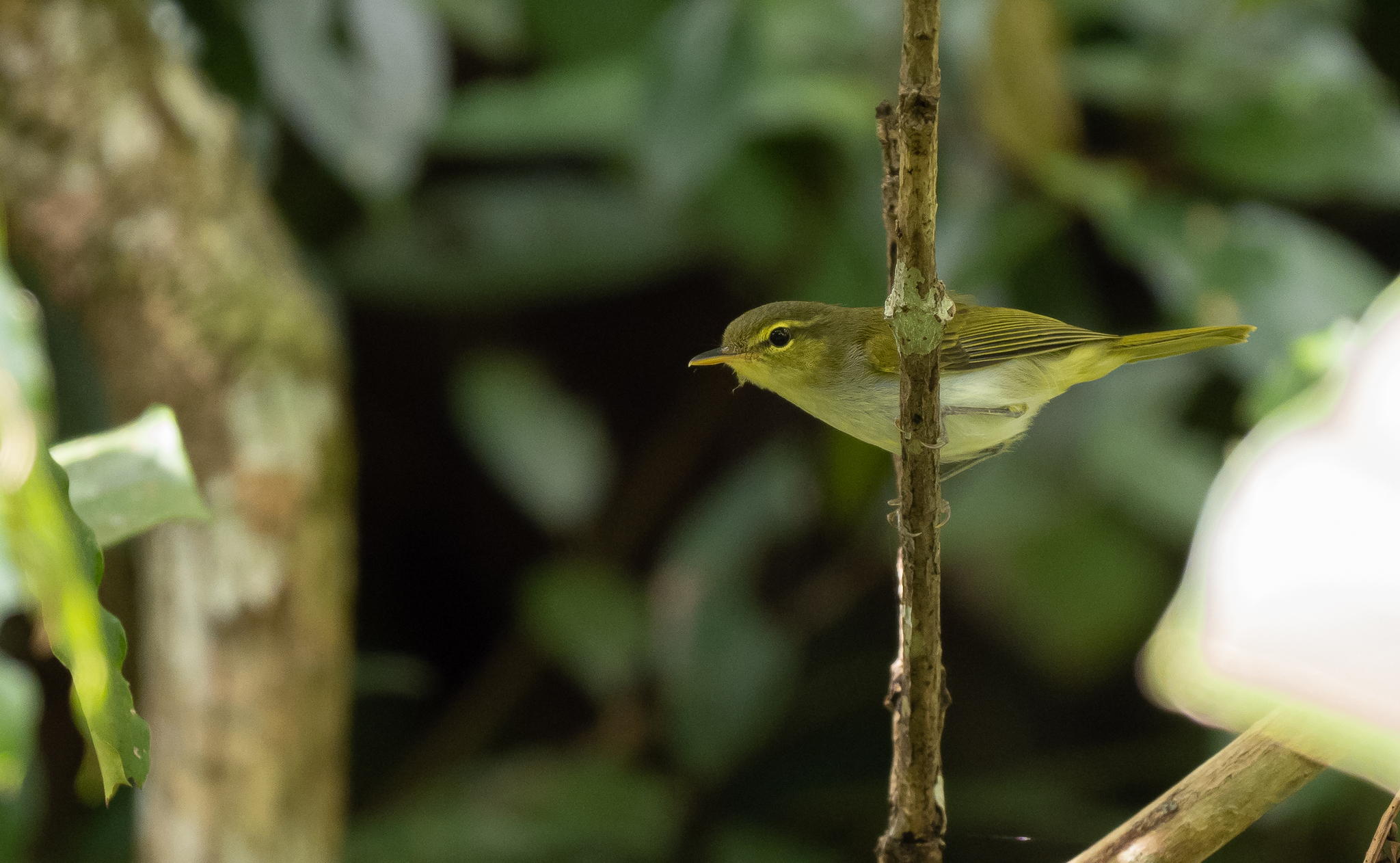 Lemon-throated Leaf Warbler (Phylloscopus cebuensis), photo 5