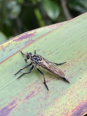 Neoitamus melanopogon