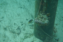 Stegastes leucostictus