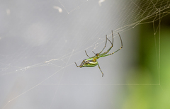 Leucauge decorata