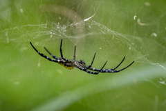 Cyrtophora cylindroides