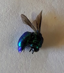Chrysis lincea