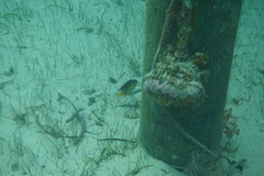 Stegastes leucostictus