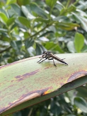 Neoitamus melanopogon