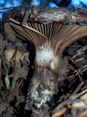 Gomphidius oregonensis