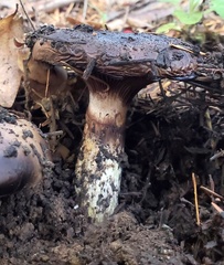 Gomphidius oregonensis