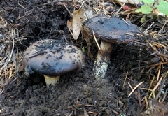 Gomphidius oregonensis