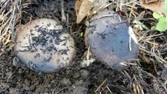 Gomphidius oregonensis