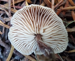 Gymnopus brassicolens