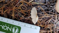 Gymnopus brassicolens