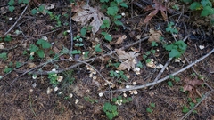 Gymnopus brassicolens