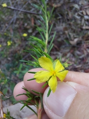Hibbertia stricta