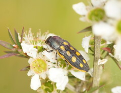 Castiarina xanthopilosa