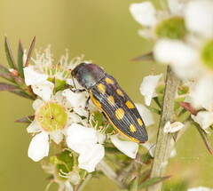 Castiarina xanthopilosa