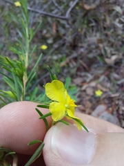 Hibbertia stricta