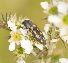 Castiarina xanthopilosa