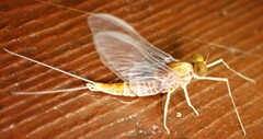Ephemerella