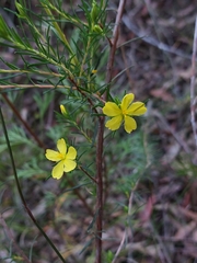 Hibbertia stricta