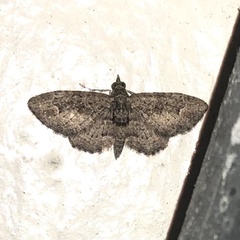 Pasiphilodes testulata