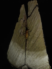 Chauliognathus cinguliventris