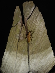 Chauliognathus cinguliventris