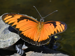 Dione vanillae lucina