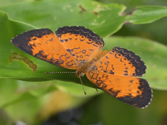 Mazia amazonica