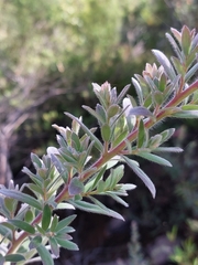 Leptospermum grandifolium
