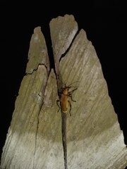Chauliognathus cinguliventris