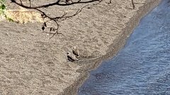 Vanellus chilensis chilensis