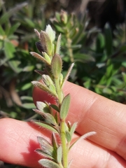 Leptospermum grandifolium
