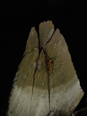 Chauliognathus cinguliventris