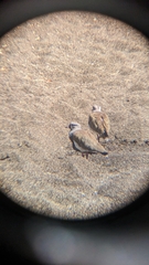 Vanellus chilensis chilensis