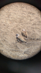 Vanellus chilensis chilensis