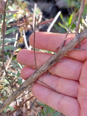 Leptospermum grandifolium