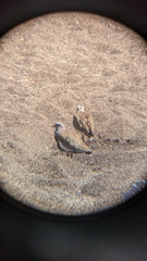 Vanellus chilensis chilensis